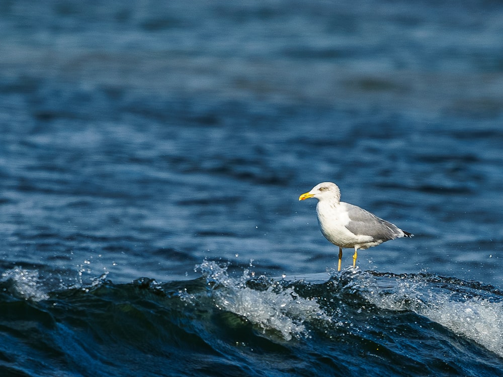a seagull standing on top of a wave in the ocean