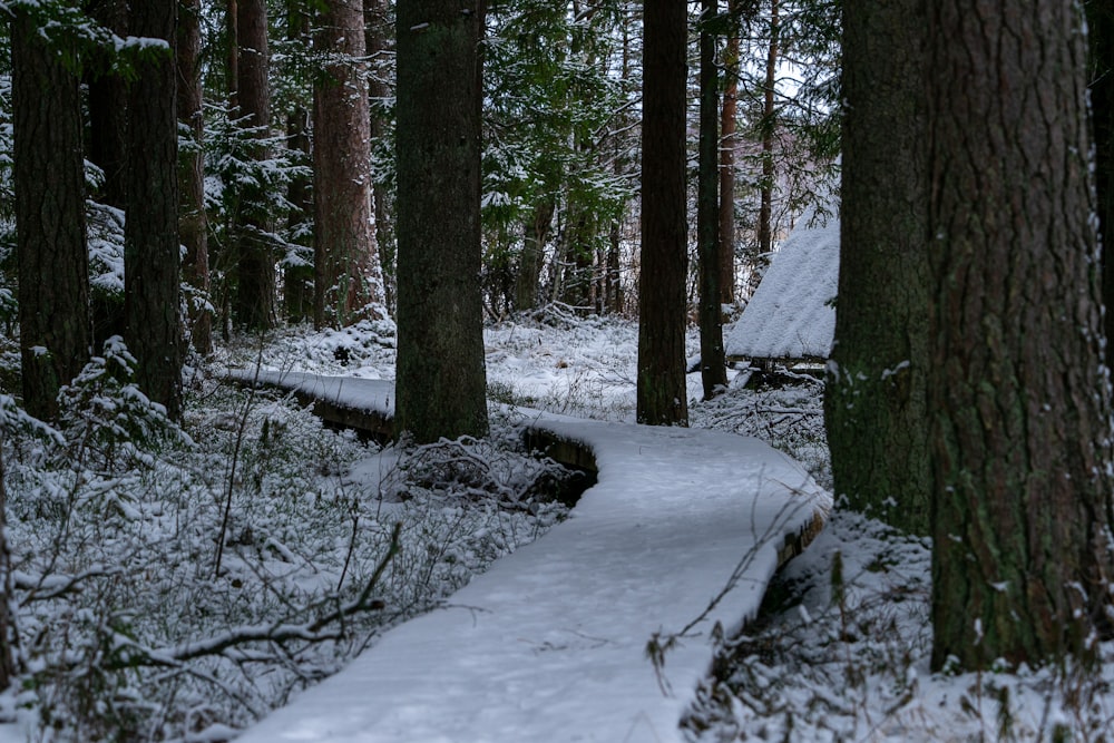 a snow covered path through a forest with lots of trees