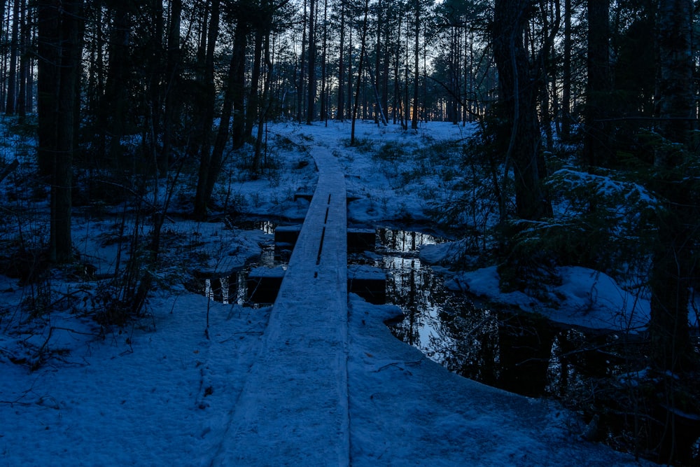 a path through a snowy forest with a puddle of water