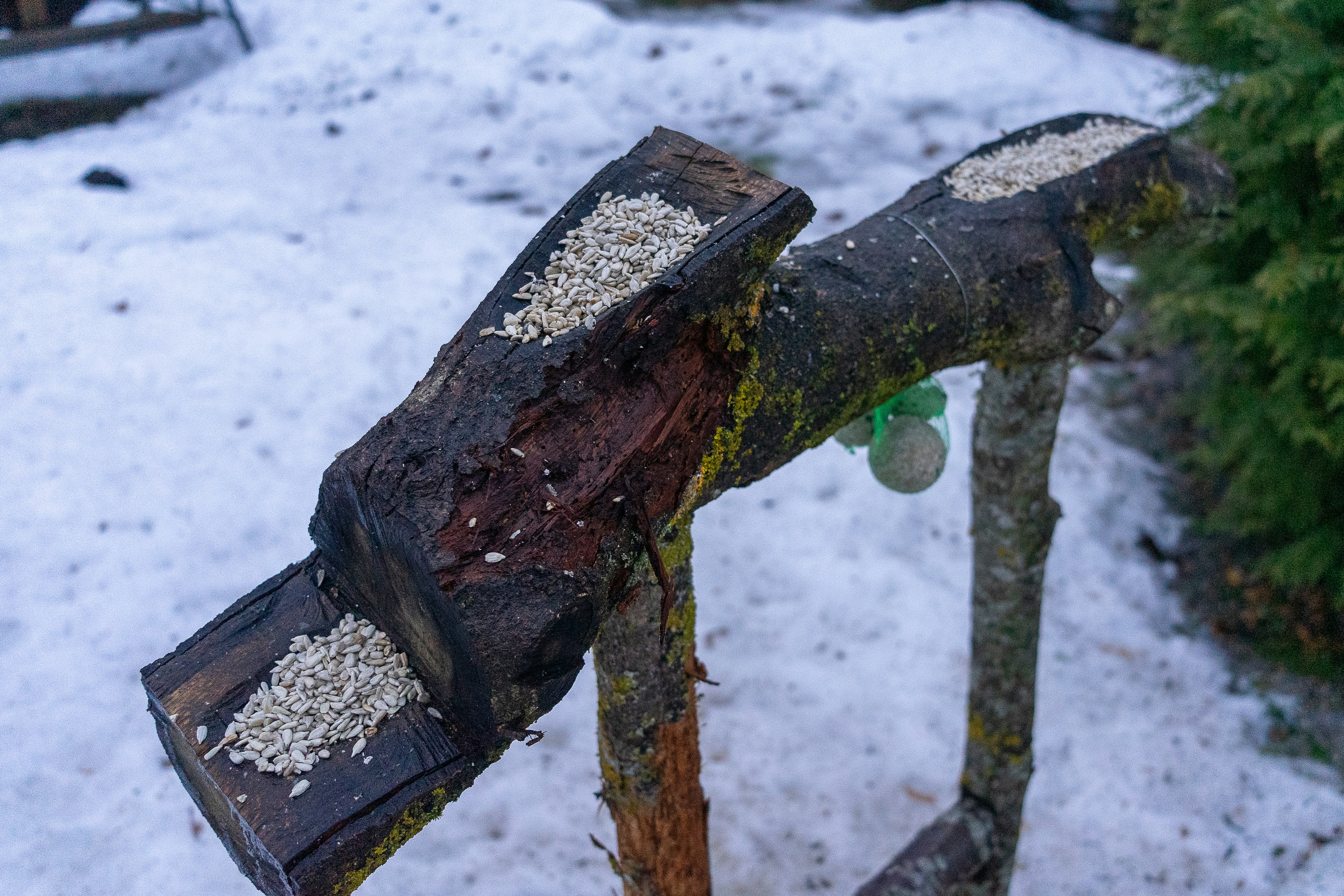 Um Poste De Madeira Com Uma Garrafa Verde Em Cima Dele WDHGUF8iwz0