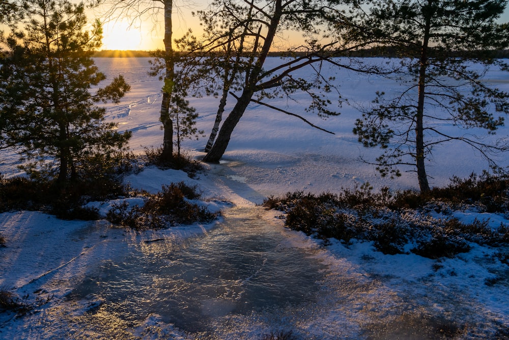 a path in the snow between two trees