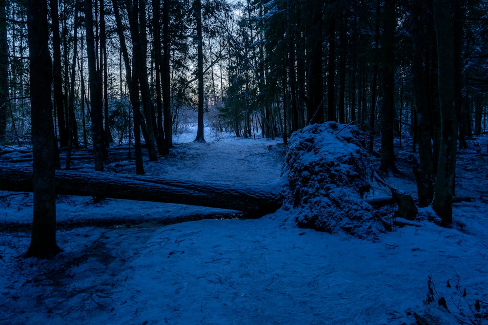a large fallen tree in a snowy forest