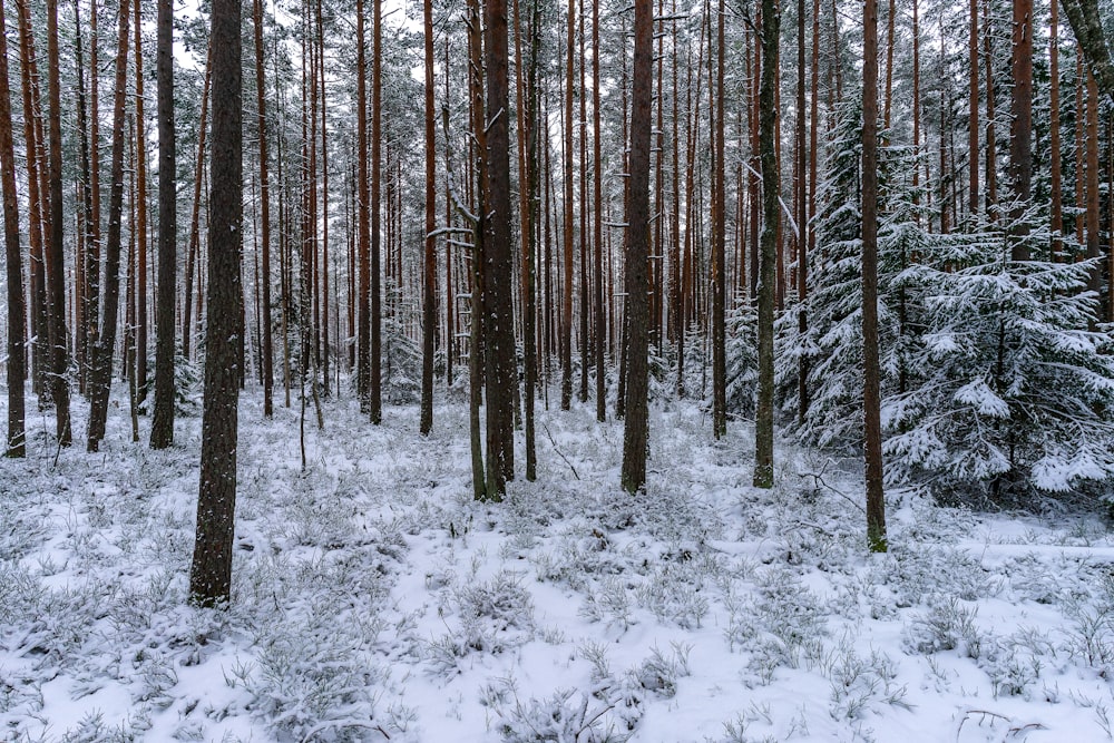 a snow covered forest filled with lots of trees