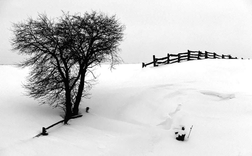 Una foto en blanco y negro de un árbol en la nieve