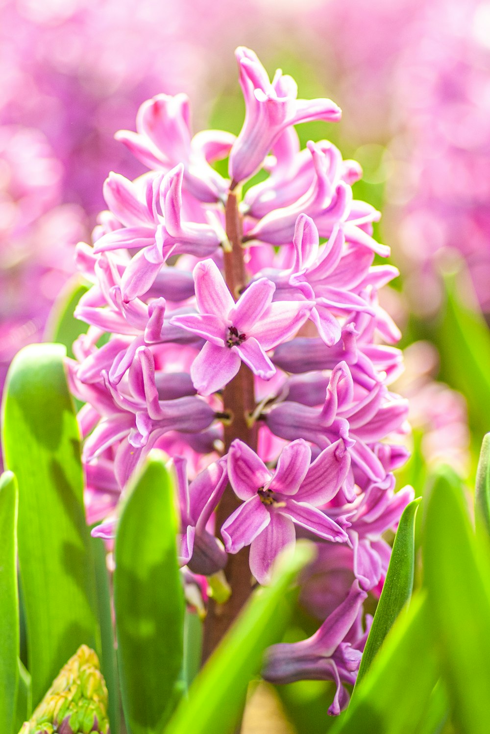 緑の葉を持つ紫色の花の接写