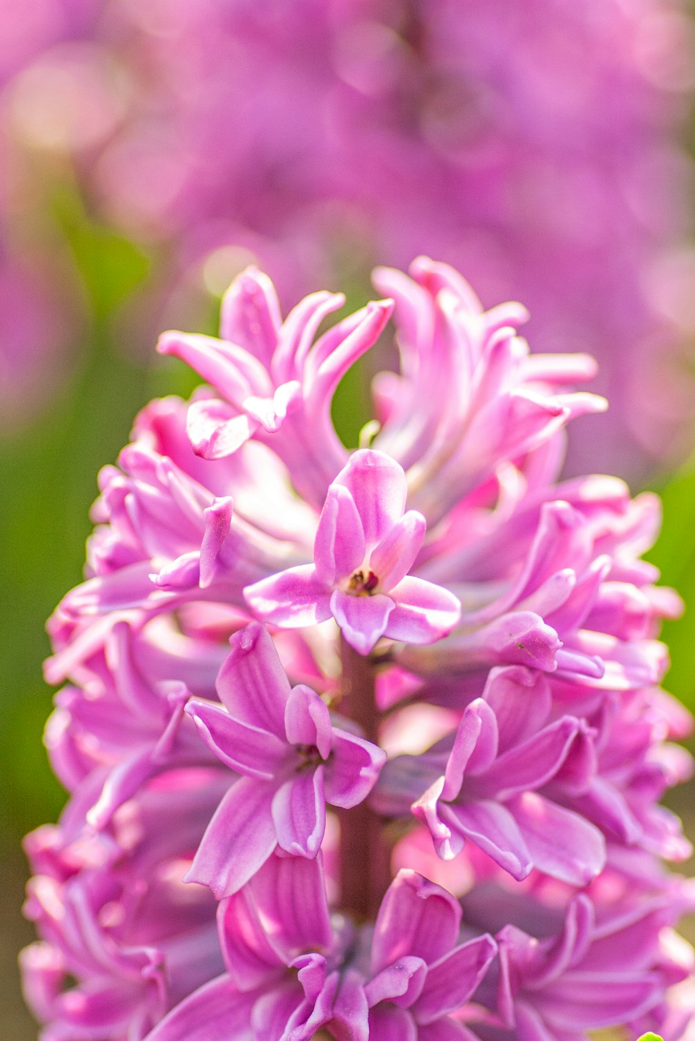 Un primer plano de una flor púrpura en un campo