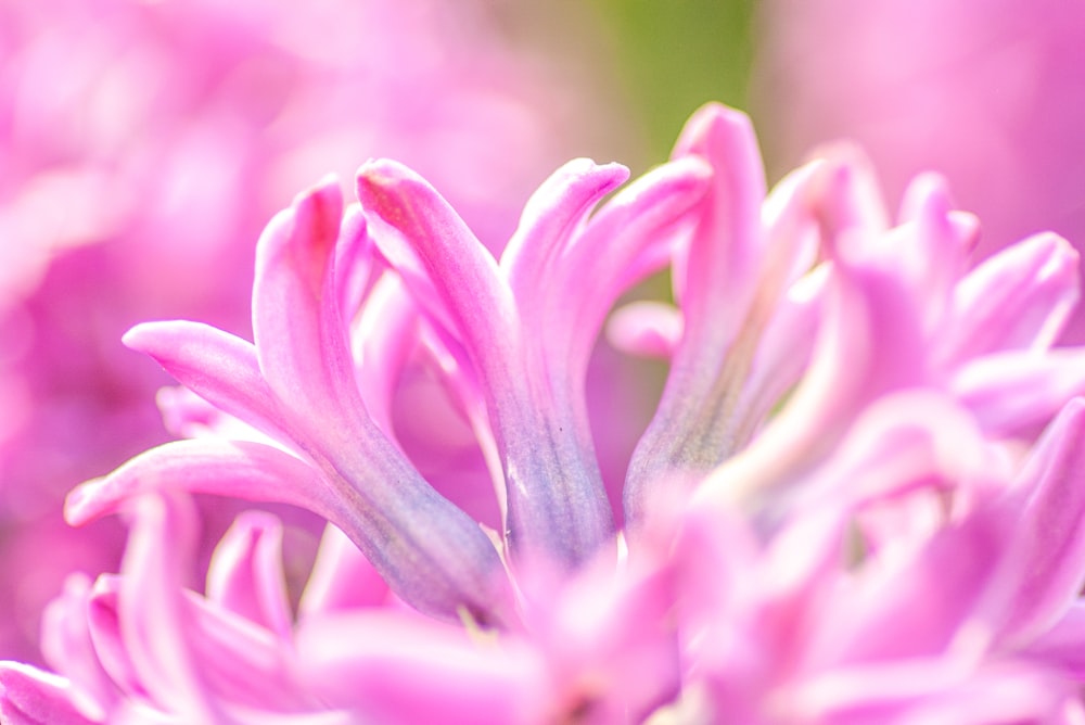 eine Nahaufnahme einer rosa Blume mit verschwommenem Hintergrund