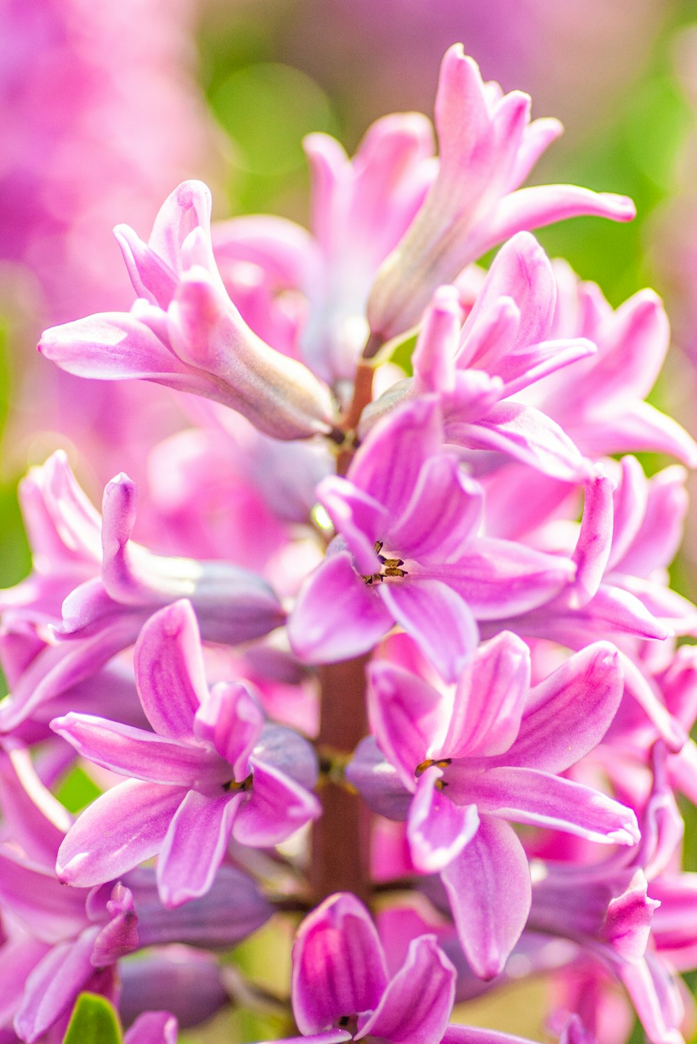 a close up of a bunch of purple flowers