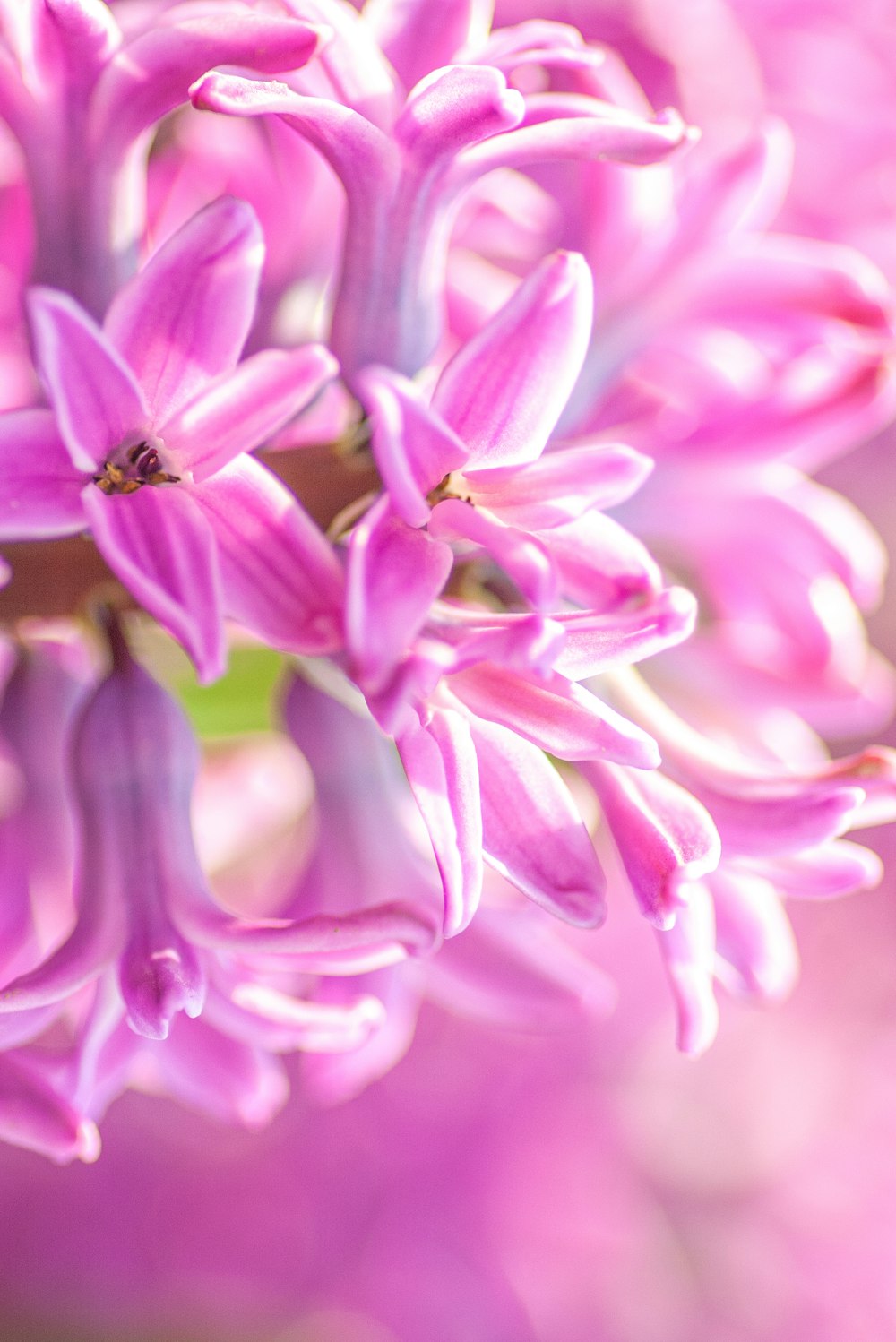 um close up de uma flor rosa com um fundo desfocado