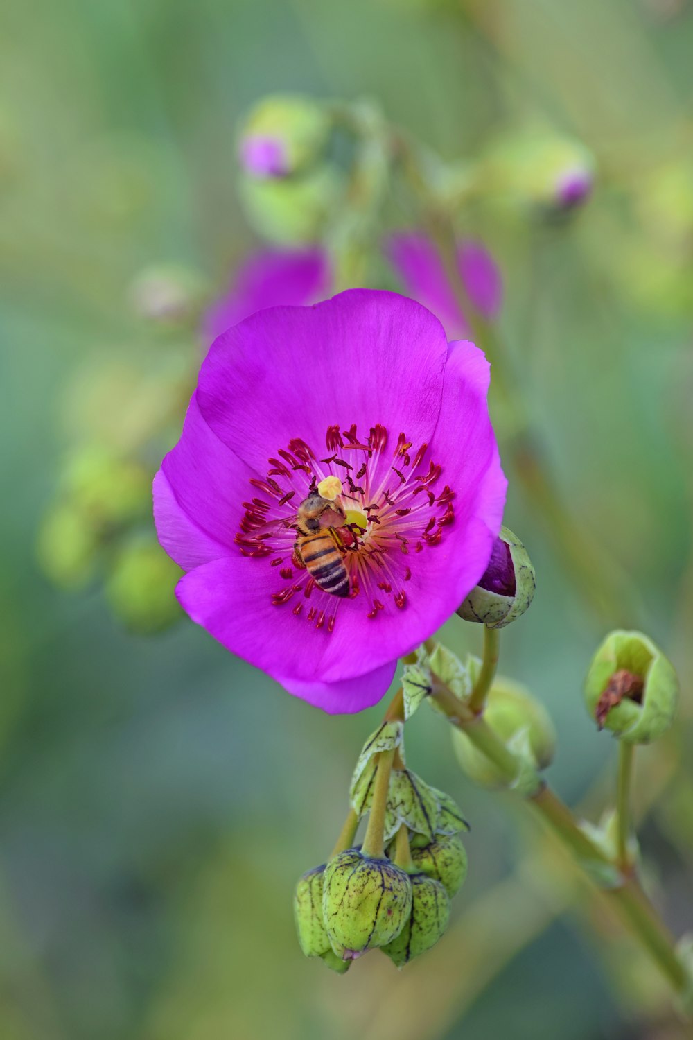 a purple flower with a bee on it