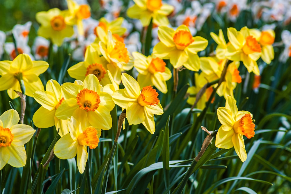 a field of yellow and white daffodils