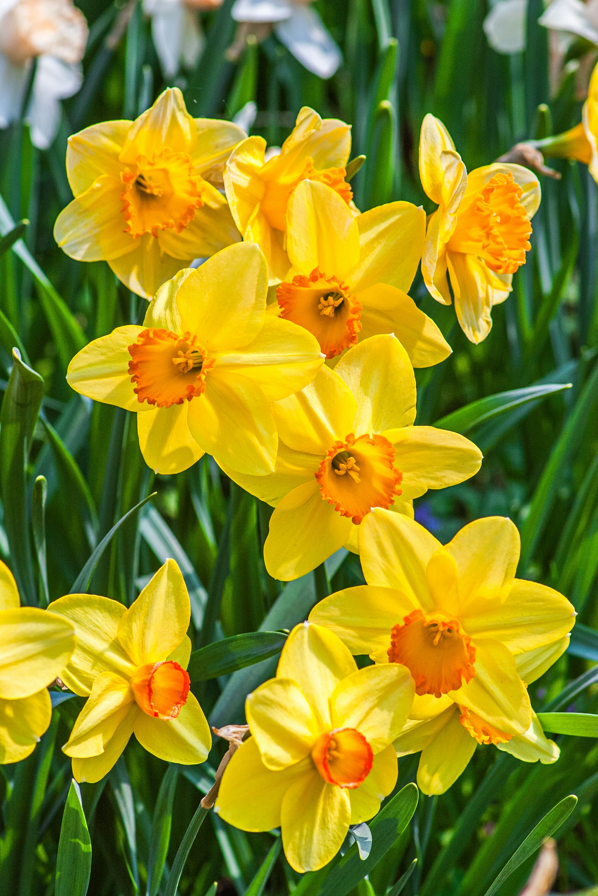 A bunch of yellow flowers that are in the grass photo – Free Flower Image  on Unsplash, image size:3000x4494