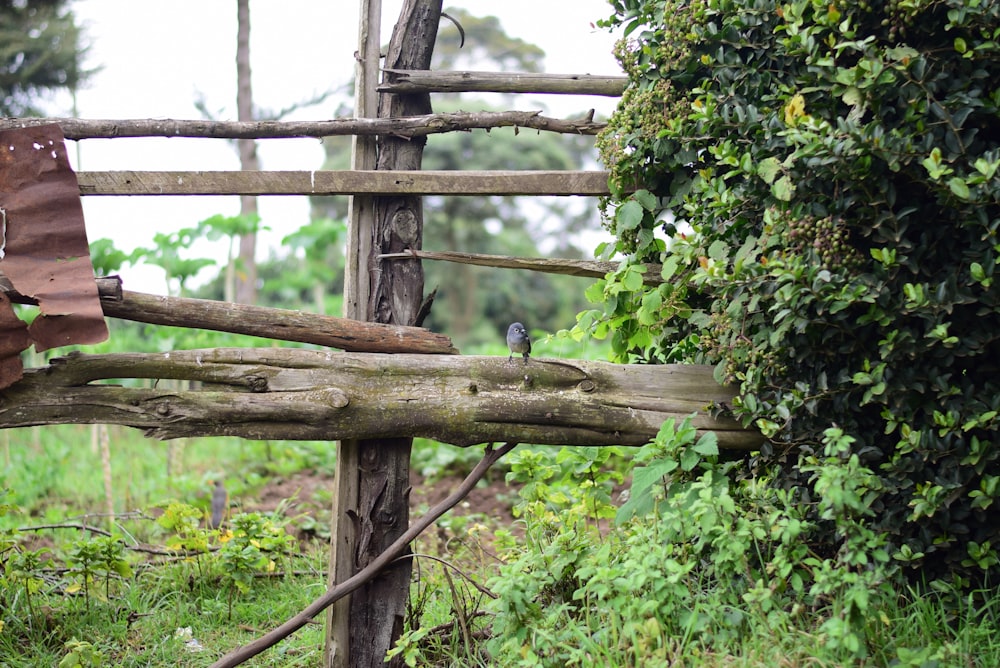 a wooden fence with a bird perched on top of it