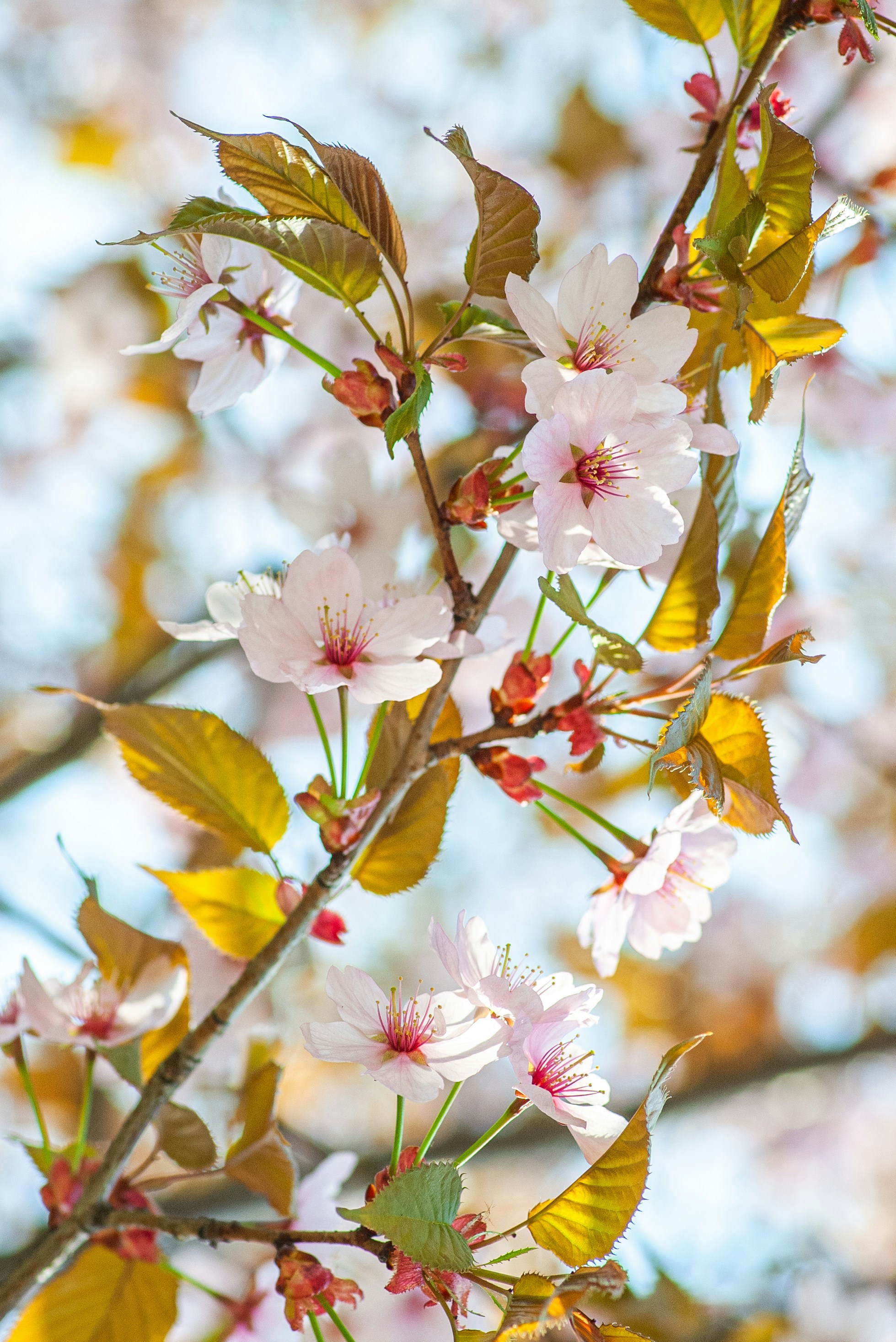 A branch of a cherry tree with pink flowers photo – Free Flower Image on  Unsplash, image size:3000x4495