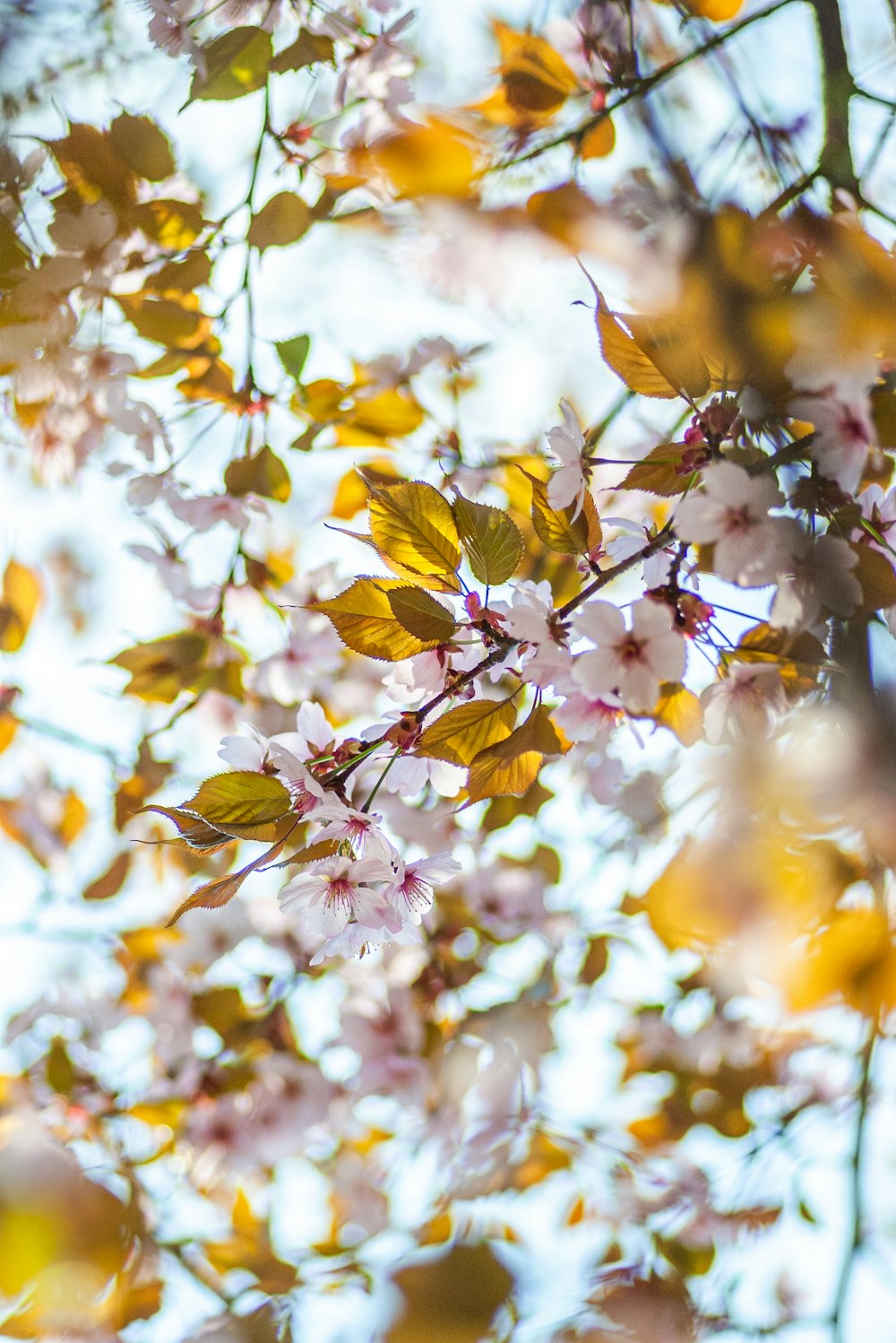 a close up of a tree with lots of flowers