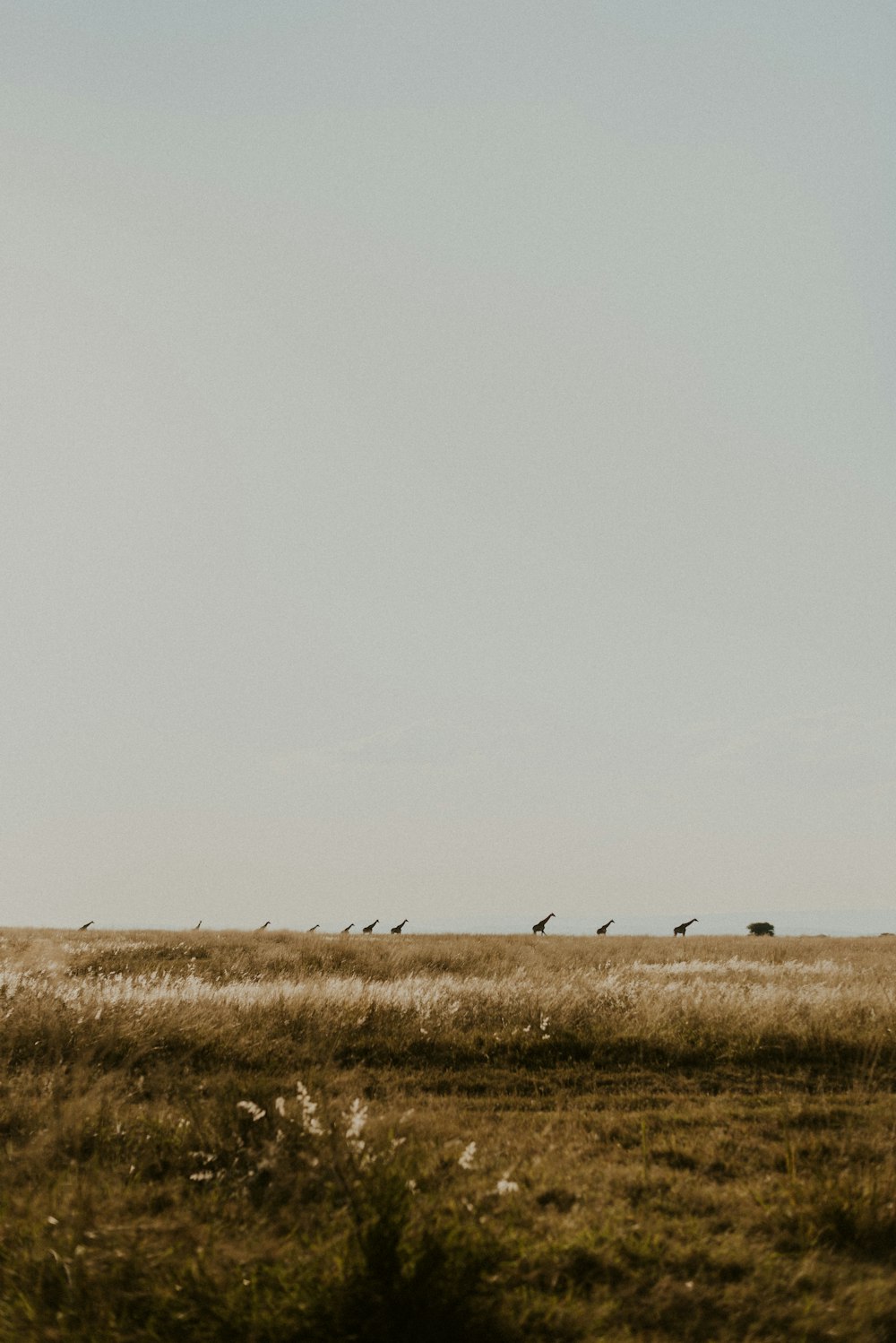 a herd of birds standing on top of a dry grass field