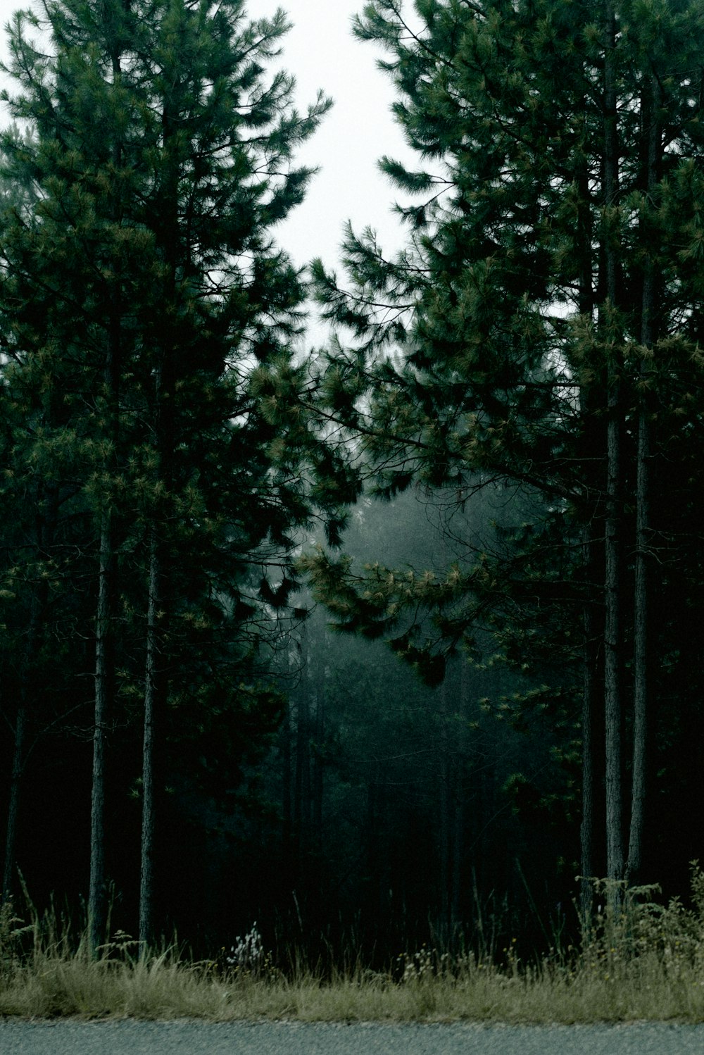 a forest filled with lots of tall pine trees