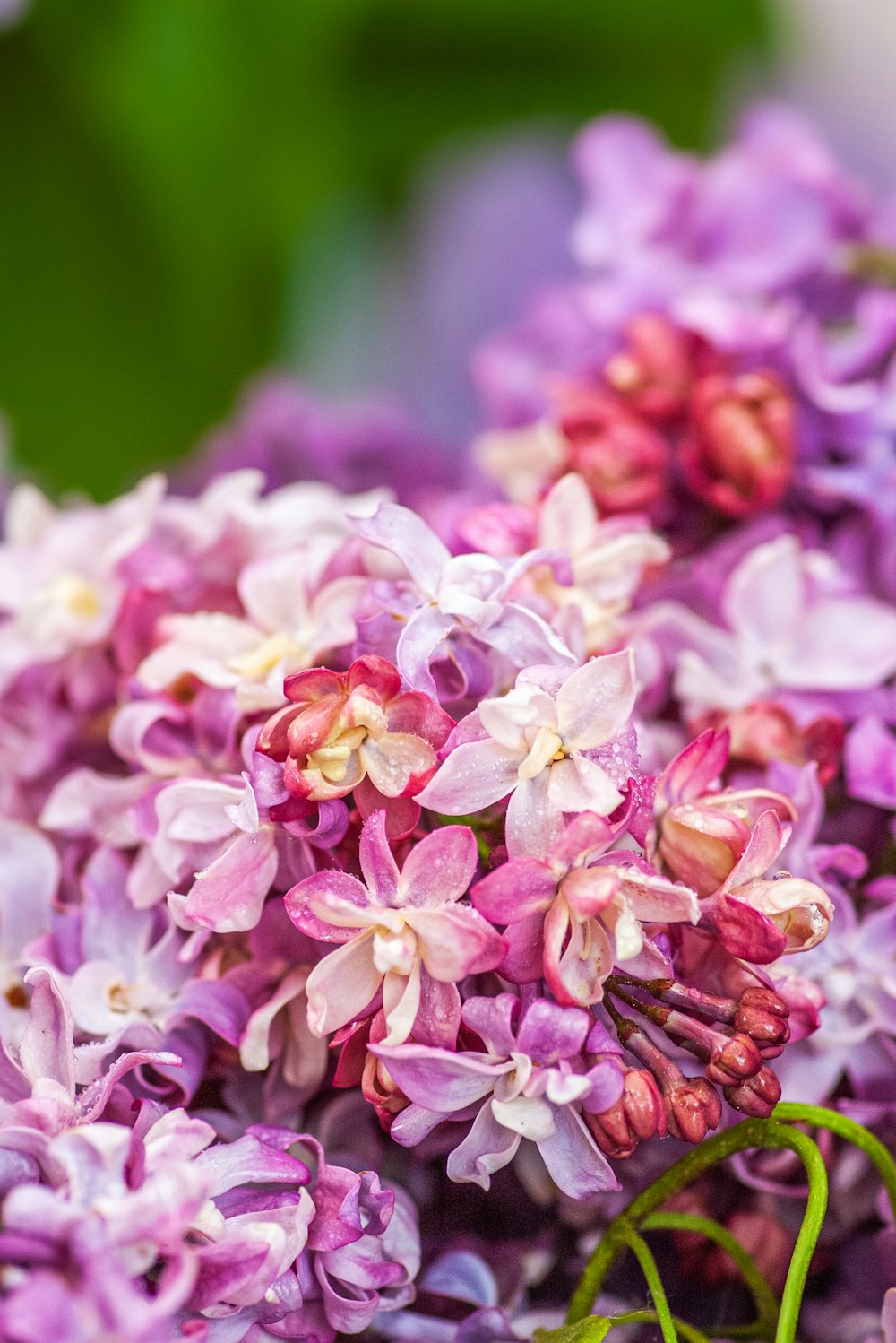 a close up of a bunch of purple flowers