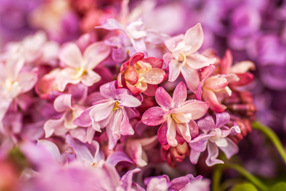 a close up of a bunch of purple flowers