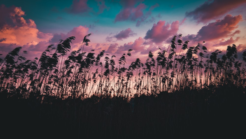 a group of tall grass blowing in the wind