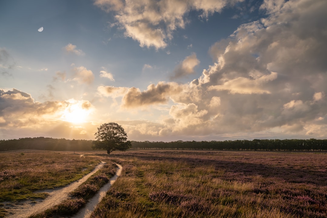 Afbeelding van Bussum