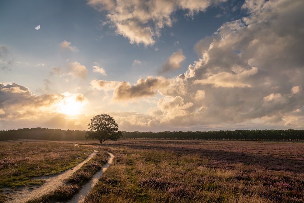 a dirt road in the middle of a field