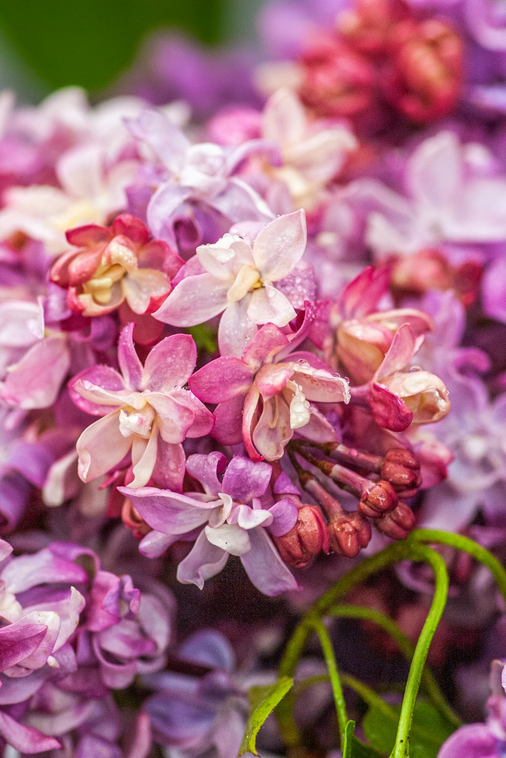 a close up of a bunch of purple flowers