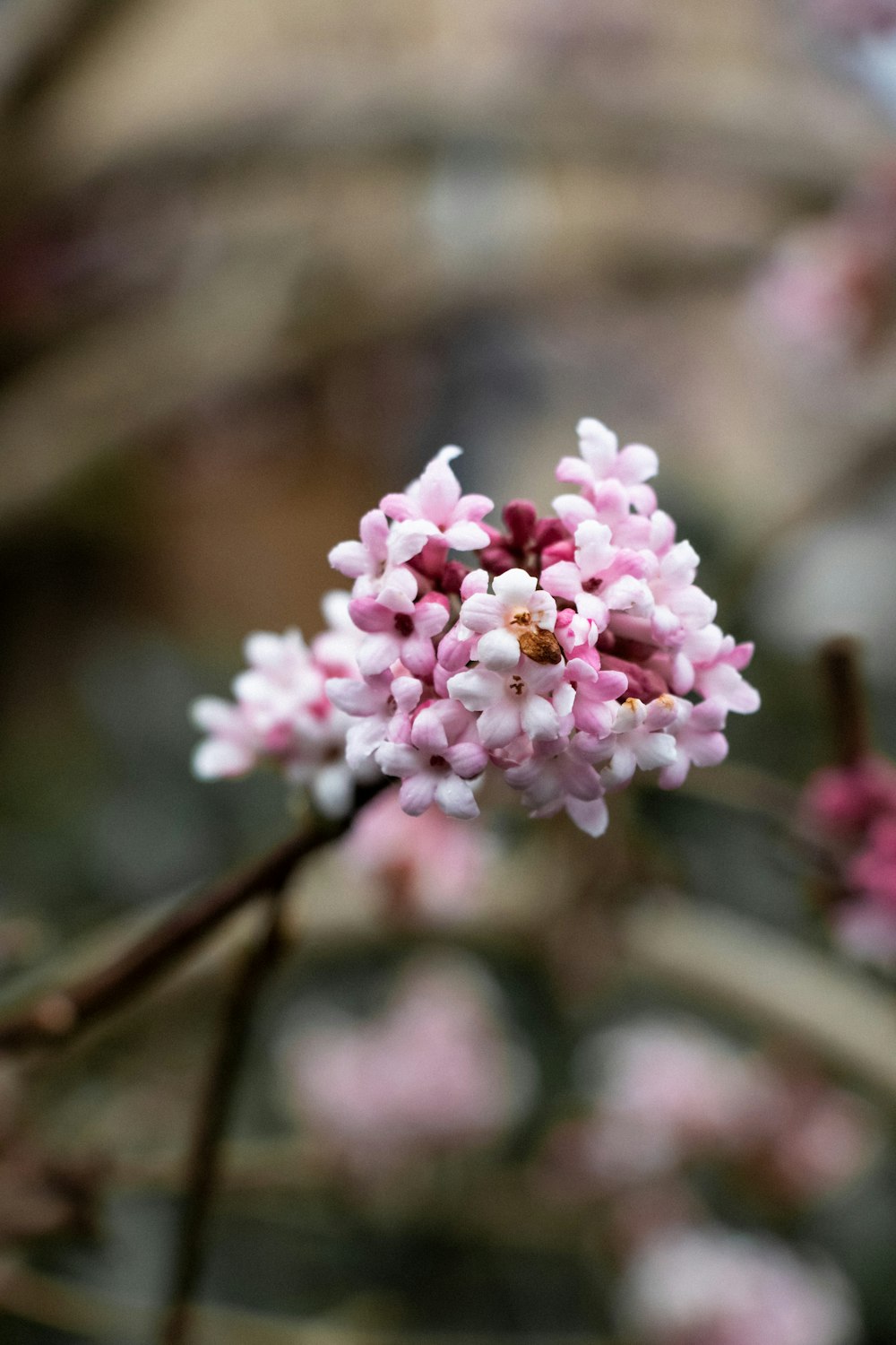 a close up of a pink flower on a tree