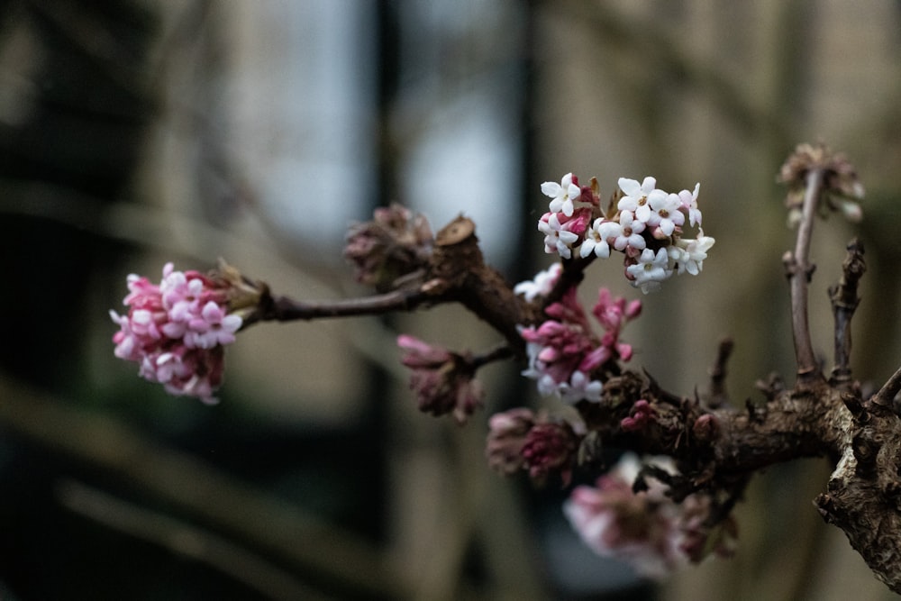 a branch of a tree with pink and white flowers