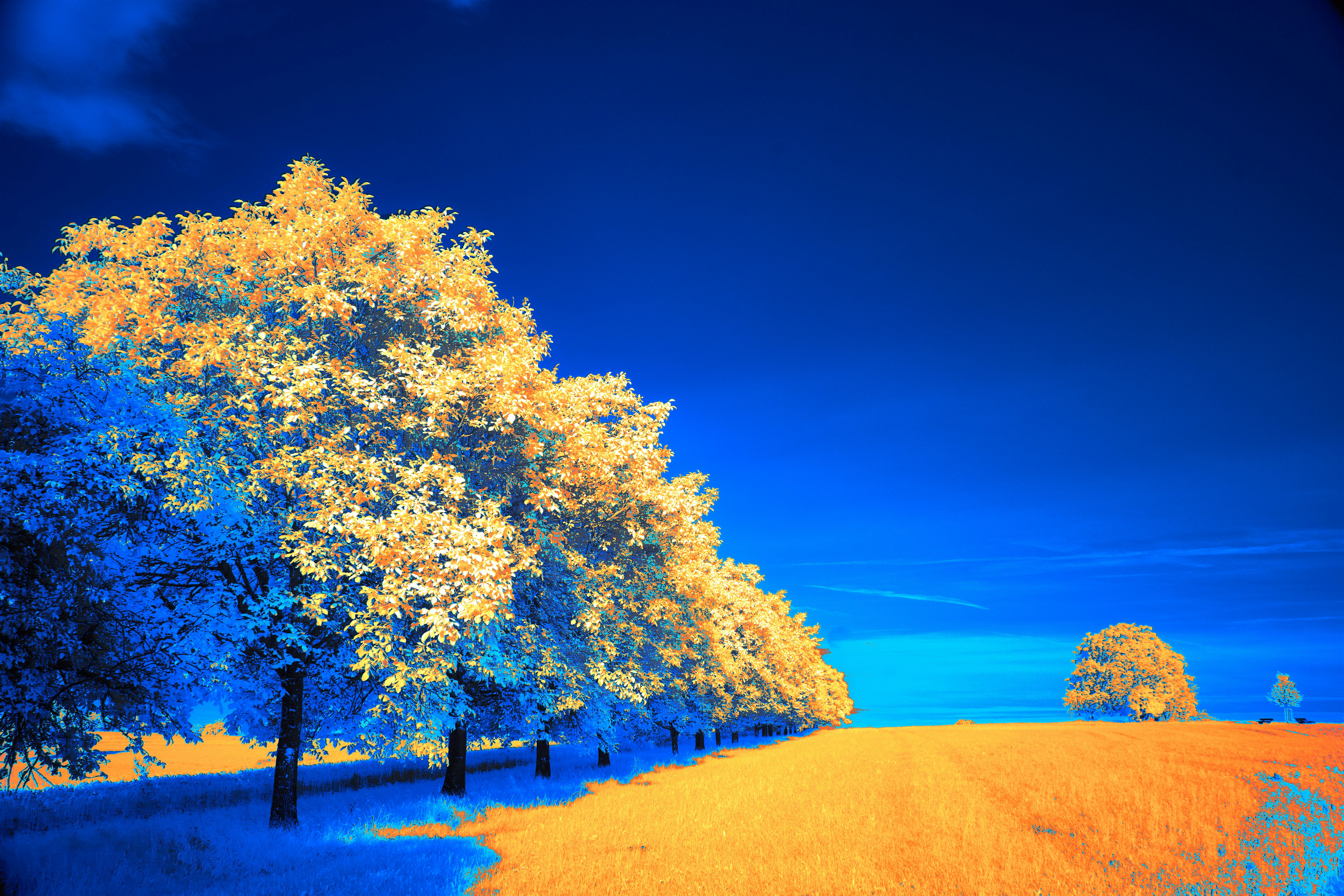 Photo by wolfgang_hasselmann