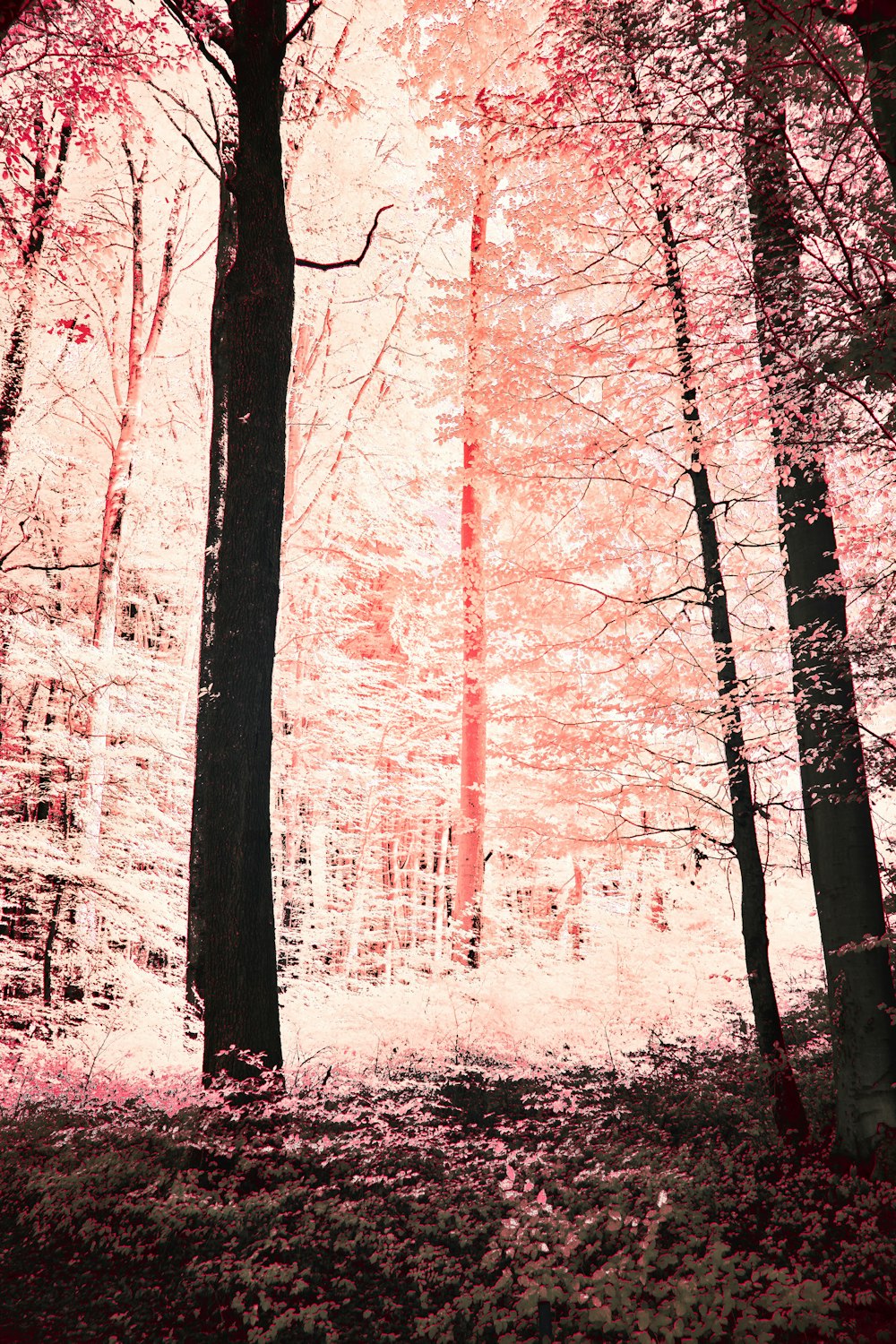 a forest filled with lots of trees covered in pink leaves