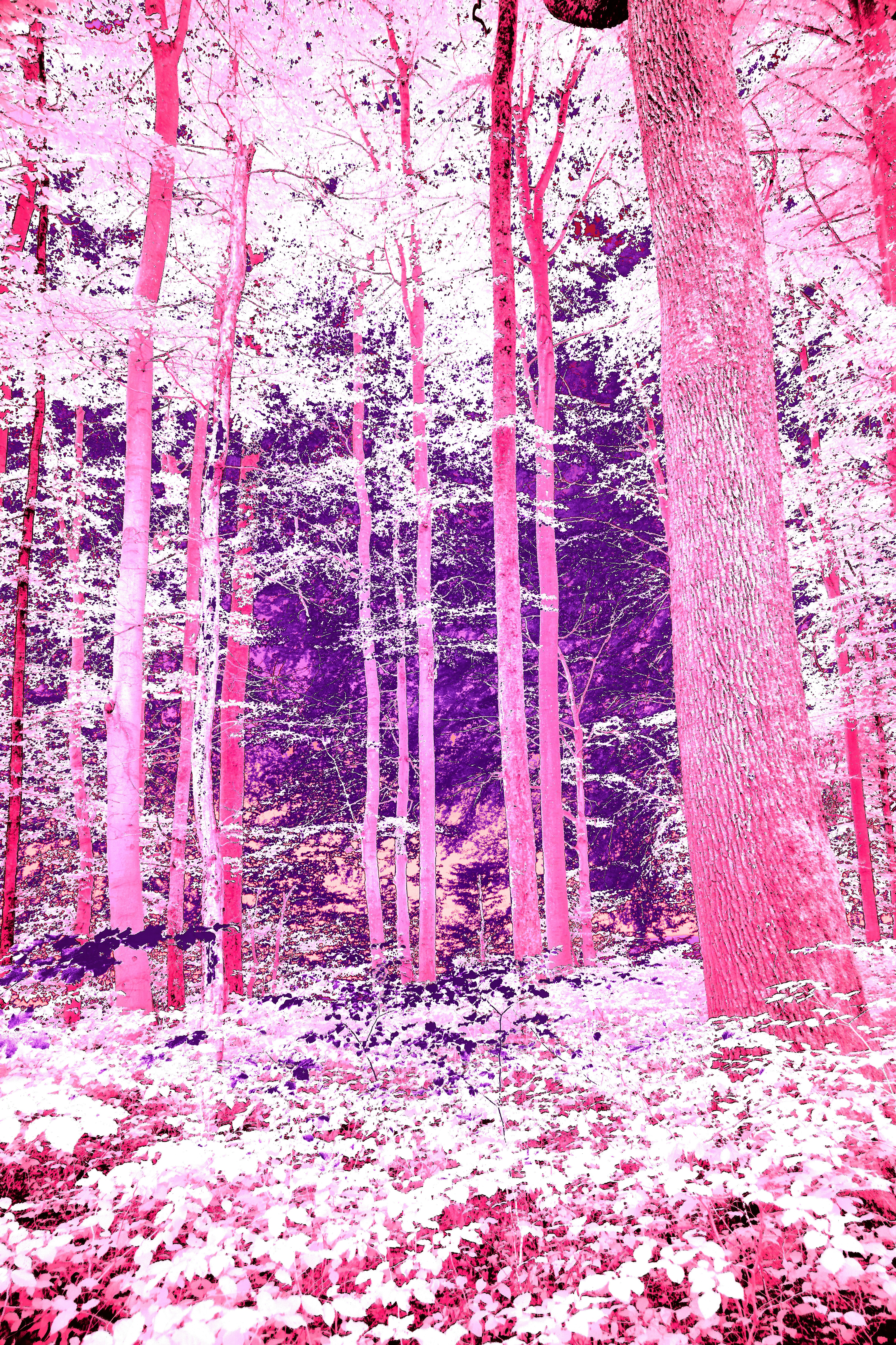 Photo by wolfgang_hasselmann