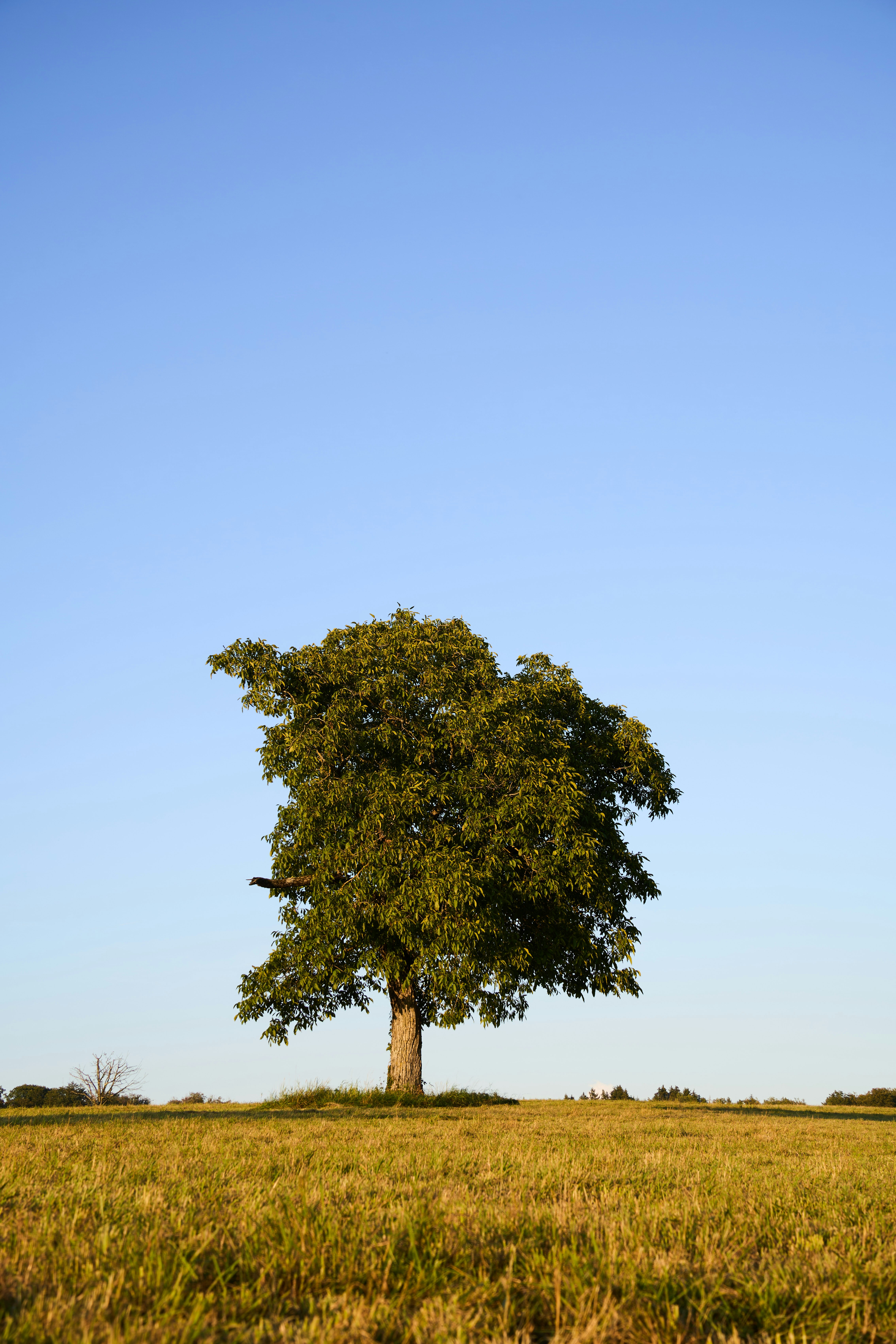 Photo by wolfgang_hasselmann