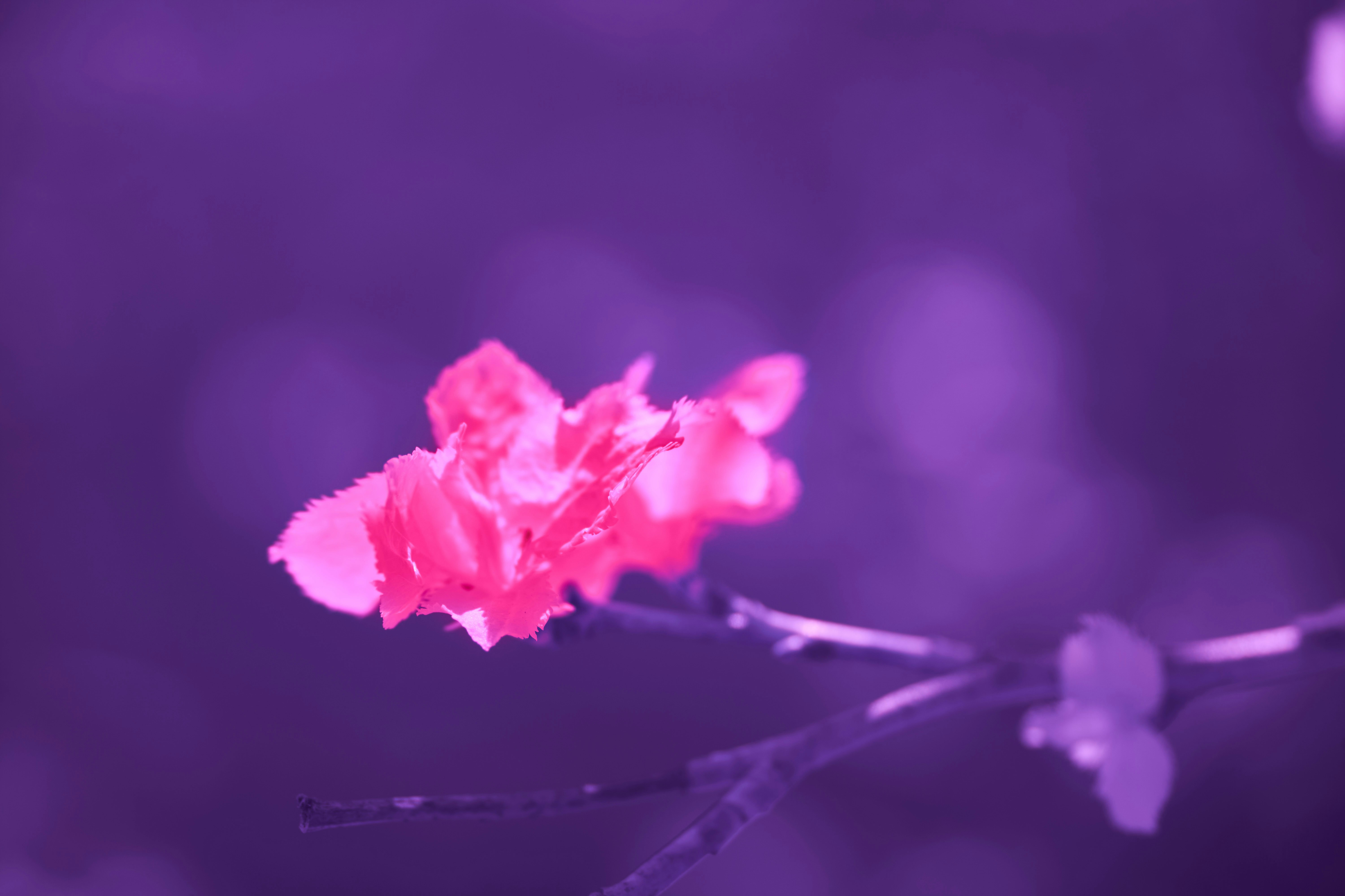 Photo by wolfgang_hasselmann