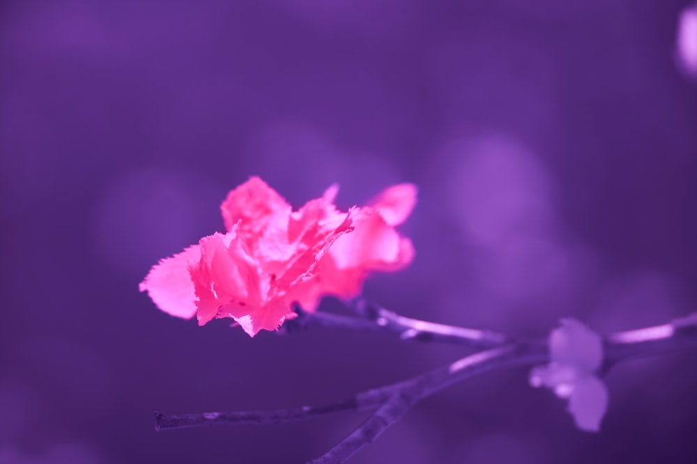 um close up de uma flor rosa em um galho