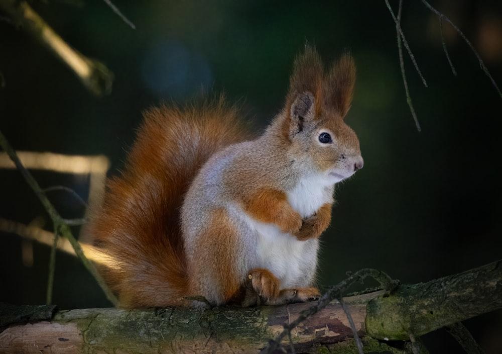 un écureuil roux assis sur une branche d’arbre