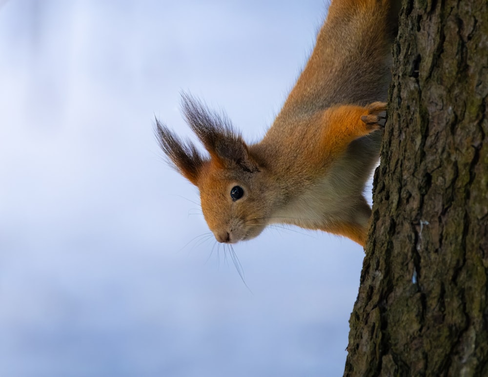 a squirrel is climbing up the side of a tree