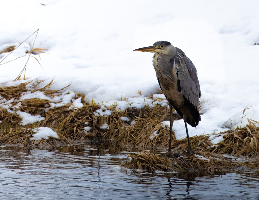 a bird standing in the snow next to a body of water