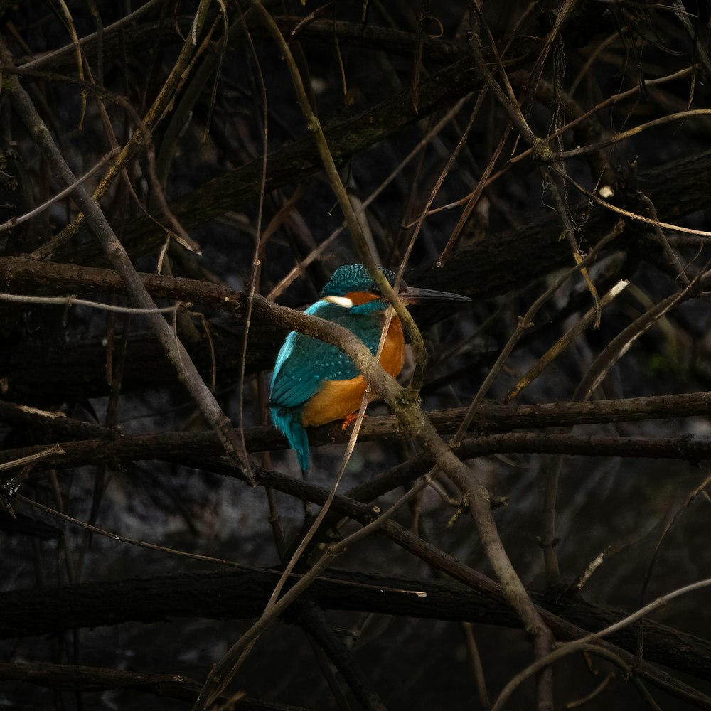 a colorful bird perched on a tree branch