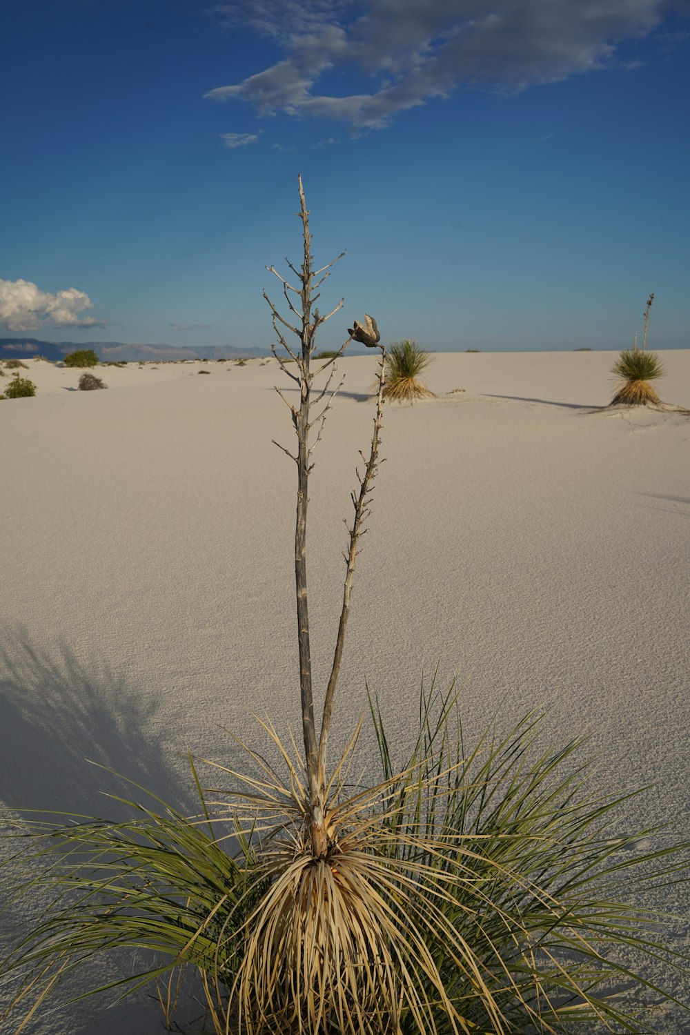 a small tree in the middle of a desert