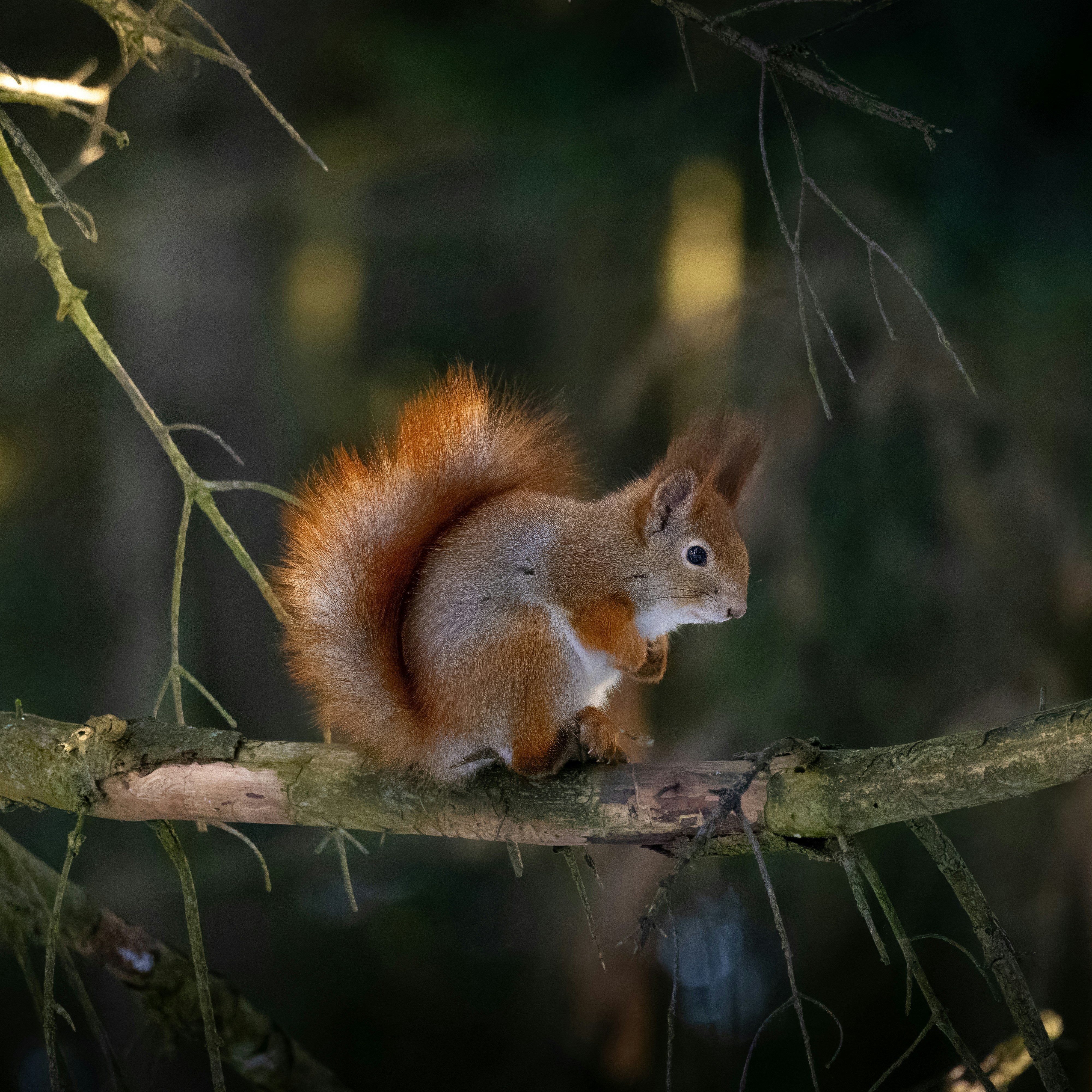 a red squirrel sitting on a tree branch