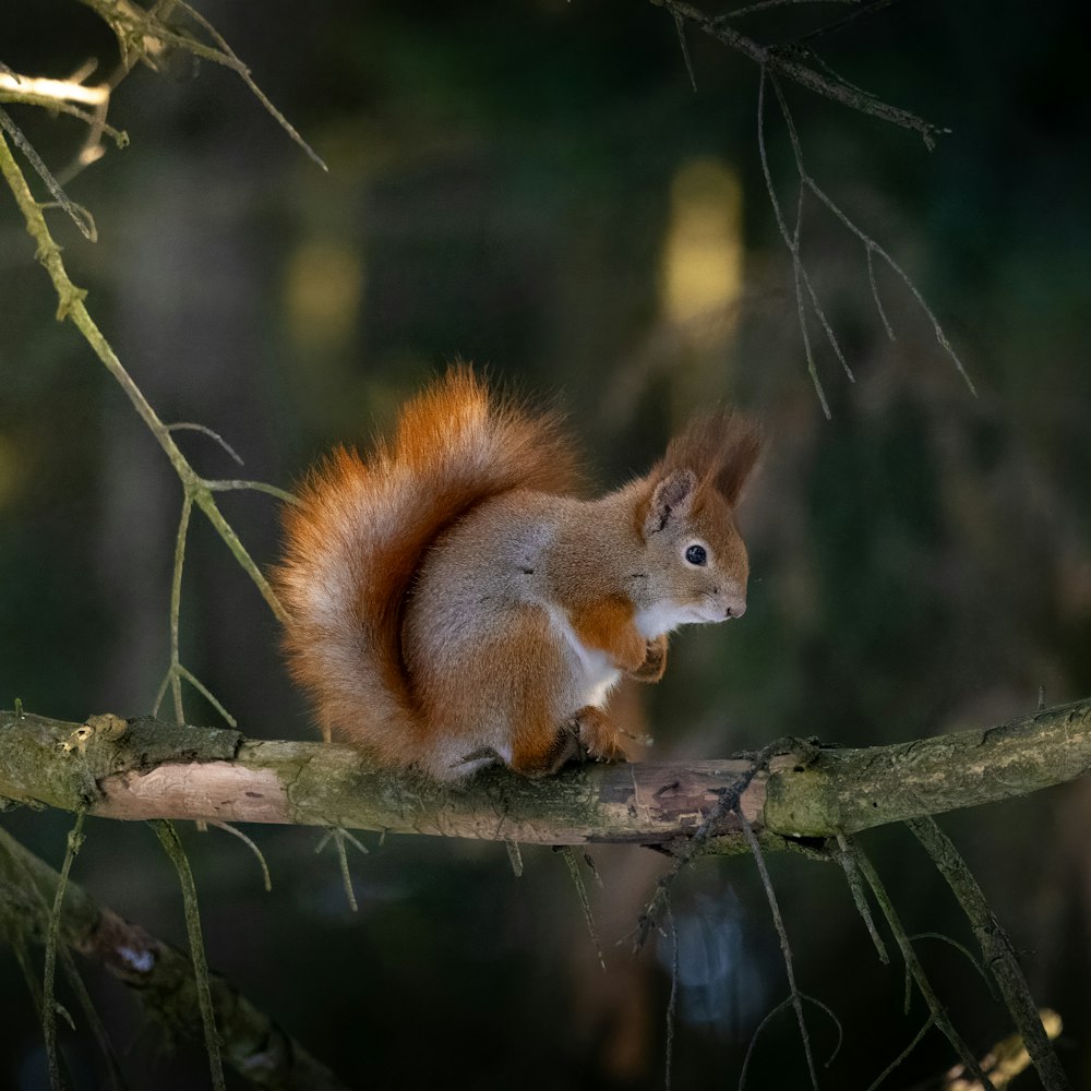 a red squirrel sitting on a tree branch