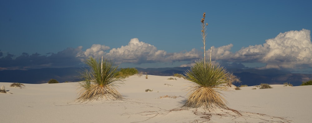 a couple of plants that are in the sand