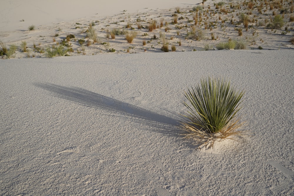 a lone plant in the middle of the desert