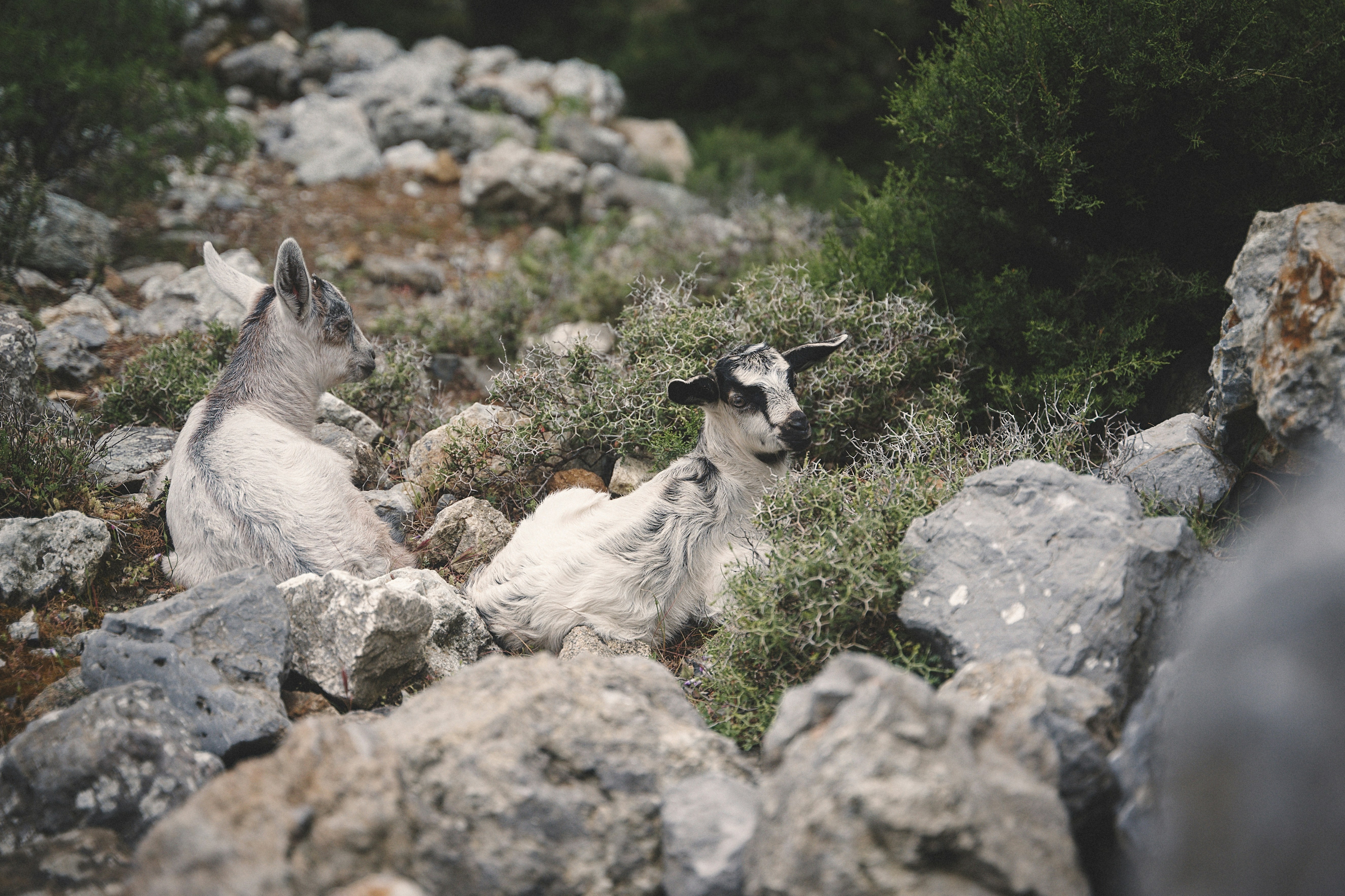 a couple of goats laying on top of a rocky hillside