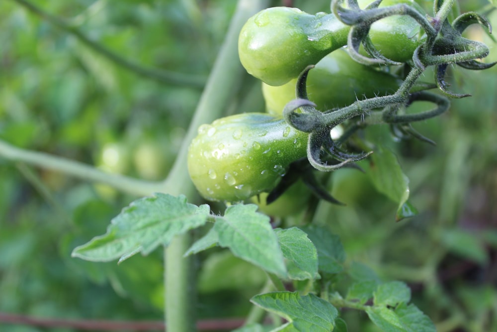 a close up of some green tomatoes on a plant