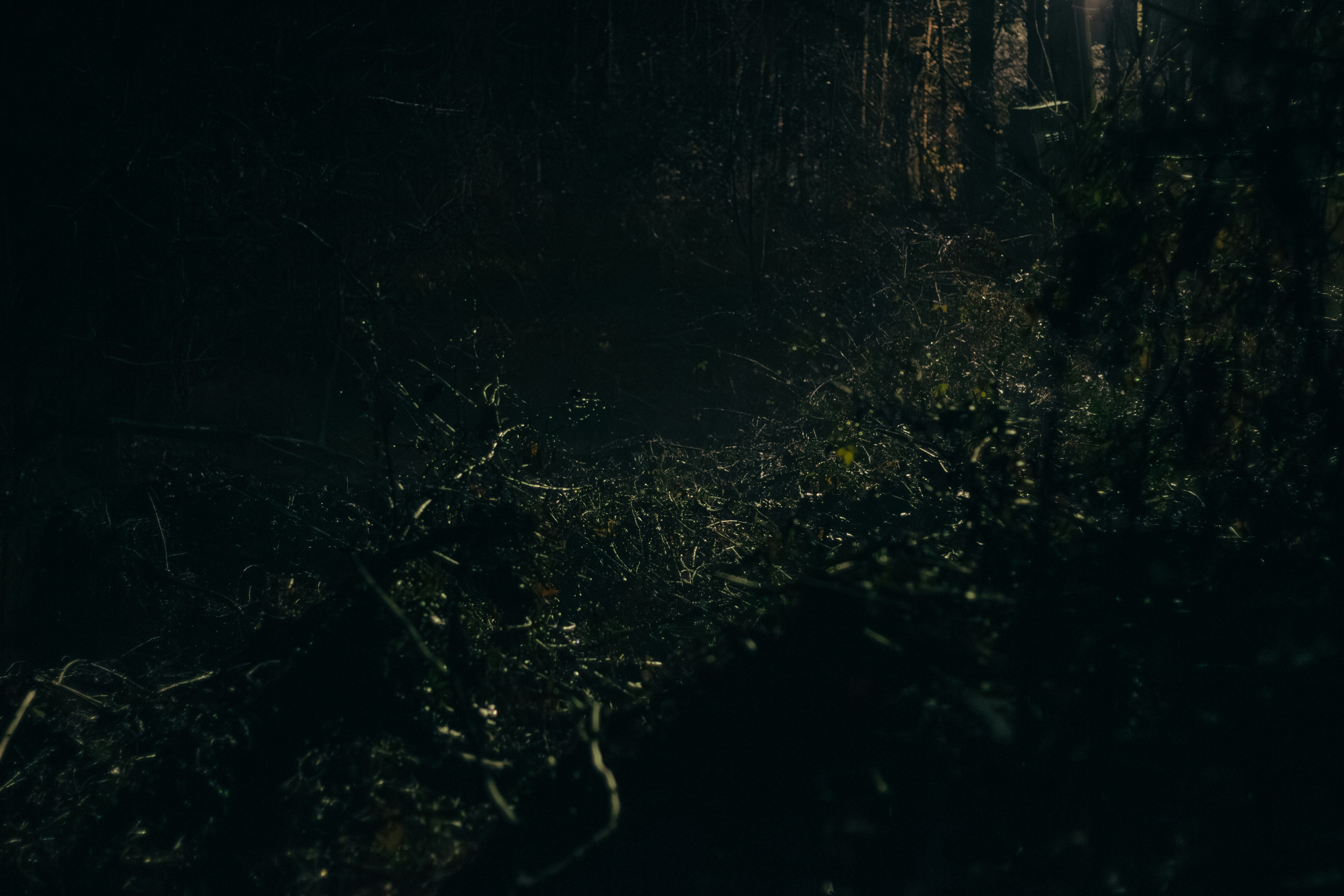 Photo by androidhammer