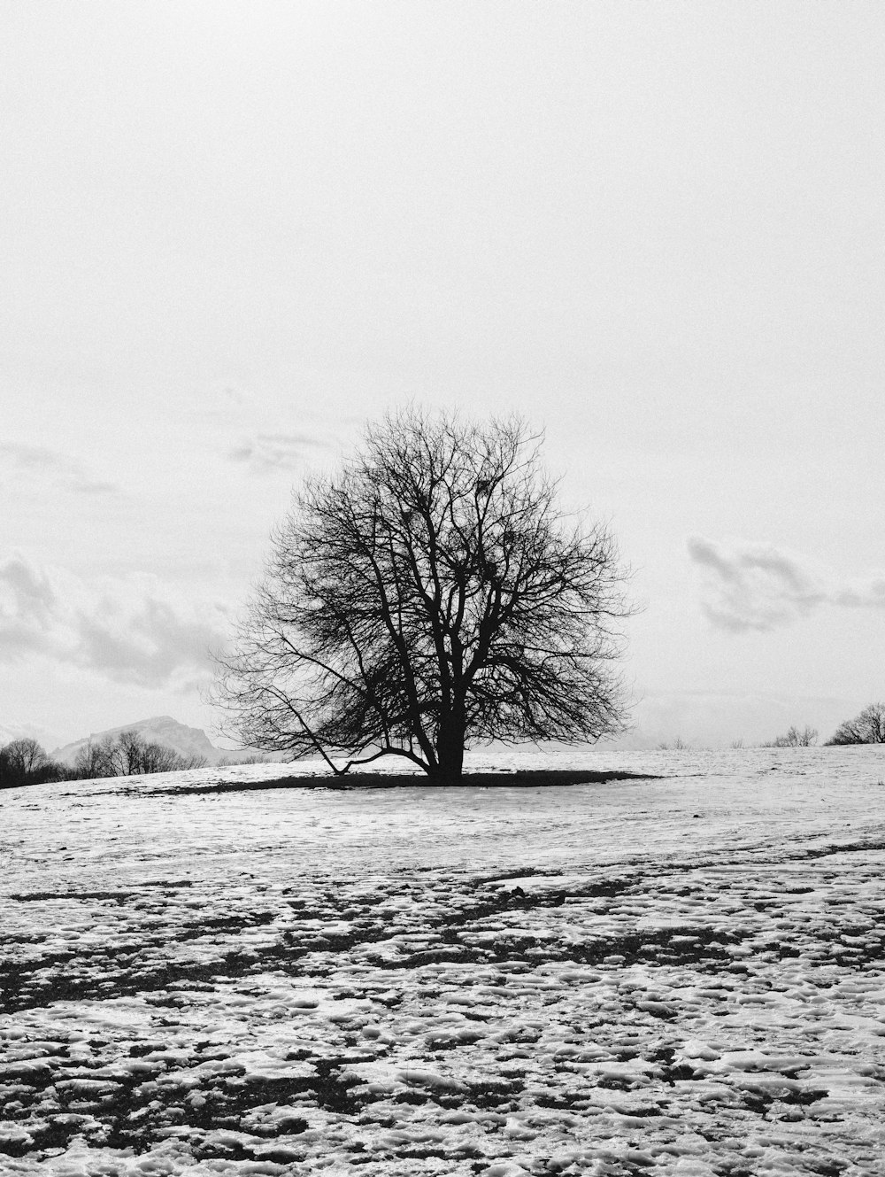 a lone tree stands alone in a snowy field