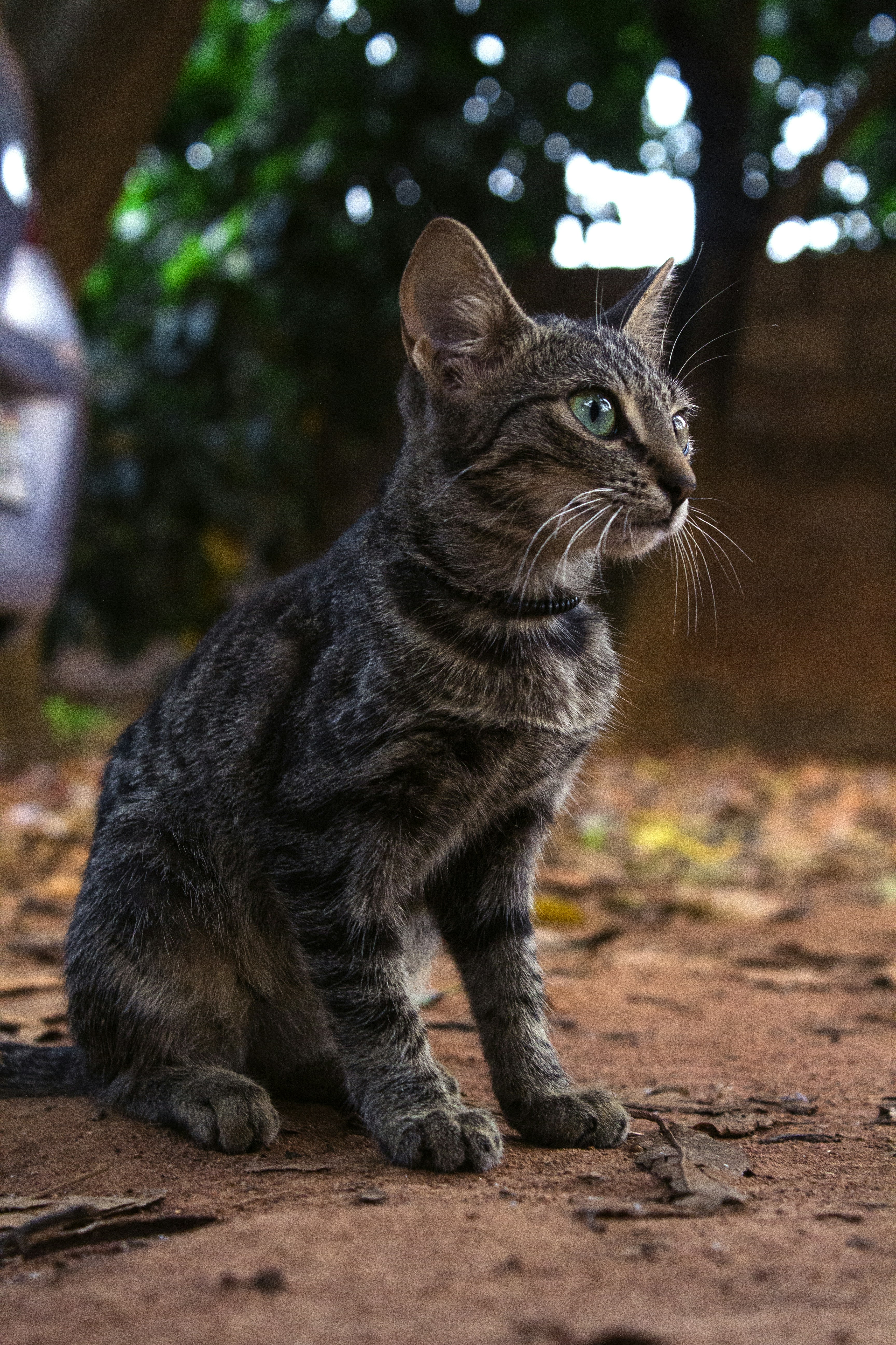 a cat sitting on the ground looking up