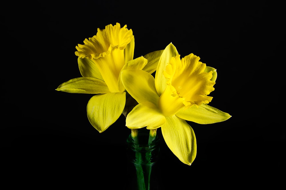 two yellow daffodils in a green vase